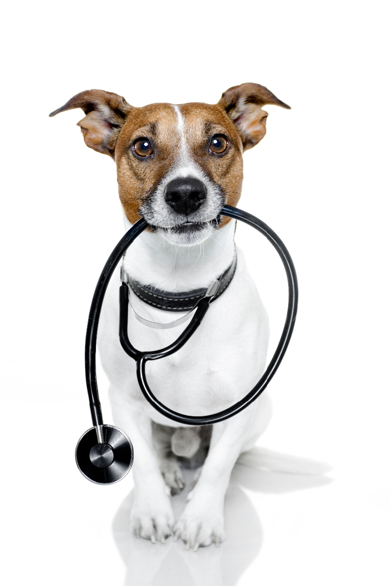 terrier with stethoscope in his mouth